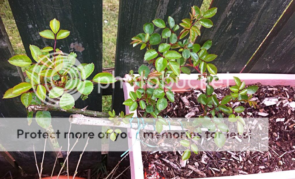 photo EE01C39C-8421-442E-AF81-8F4494472140_zpsvvfjtmn7.jpg